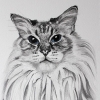 © KLArt.co.uk  Leo Portrait