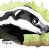 013 © KLArt.co.uk Brock Badger