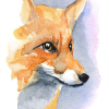 018 © KLArt.co.uk Foxy