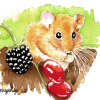 016 © KLArt.co.uk Hazel Dormouse