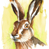 012 © KLArt.co.uk Mr Hare