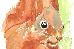 © KLArt.co.uk Shadow Tail Red Squirrel