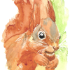 014 © KLArt.co.uk Shadow Tail Red Squirrel
