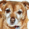 022 © KLArt.co.uk Dog Portrait