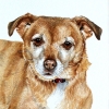 © KLArt.co.uk  Dog Portrait