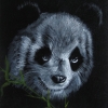 Giant Panda portrait