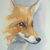 Fox watercolour image